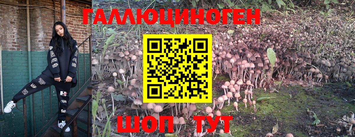 Отрадный  Галлюциногенные грибы Cubensis  Вход с VPN 